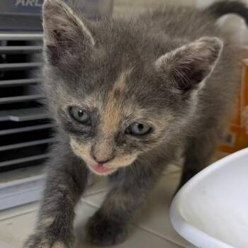Lily love braids -  Domestic Short Hair Cat for Adoption in Klamath Falls, Oregon - Lily Love Braids | PetCurious