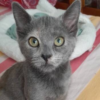 Rescue Domestic Short Hair Cats for Adoption in Newport News, Virginia - Teagan | PetCurious