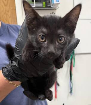 BELLA -  Domestic Short Hair Cat for Adoption in Norco, California - BELLA | PetCurious