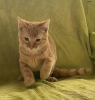 Rescue Domestic Short Hair Cats for Adoption in Rome, Pennsylvania - Isaac | PetCurious