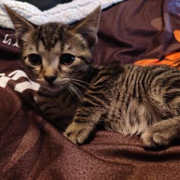 Rescue Domestic Short Hair Cats for Adoption in Bentonville, Arkansas - Kurt Russell | PetCurious