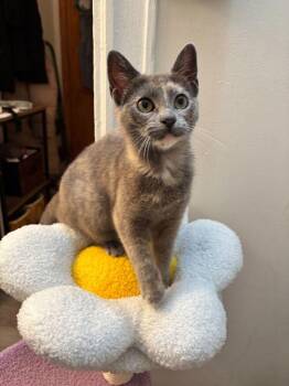 Domestic Short Hair Cats Available for Adoption in New York, New York - Emory | PetCurious