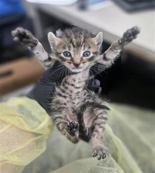 GRIFFIN -  Domestic Short Hair Cat for Adoption in Dallas, Texas - GRIFFIN | PetCurious