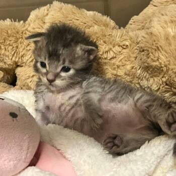 Rescue American Shorthair Cats for Adoption in Maple Falls, Washington - Trouble | PetCurious