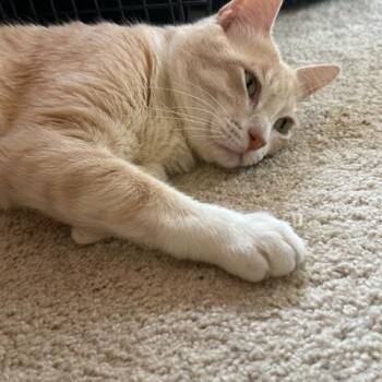 Bruce -  Domestic Short Hair Cat for Adoption in Salt Lake City, Utah - Bruce | PetCurious