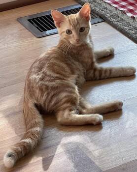 Penny Mae -  American Shorthair Cat for Adoption in St. Peters, Missouri - Penny Mae | PetCurious