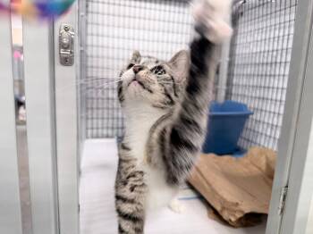 Margerita -  Domestic Short Hair Cat for Adoption in Raleigh, North Carolina - Margerita | PetCurious