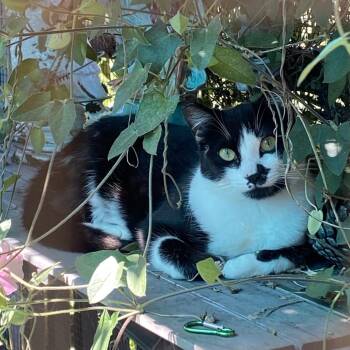 Domestic Short Hair Cats Available for Adoption in San Pablo, California - Joni | PetCurious