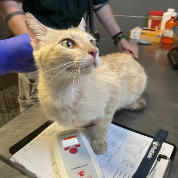 TUSC-Stray-84813 -  Domestic Short Hair Cat for Adoption in Tuscaloosa, Alabama - TUSC-Stray-84813 | PetCurious