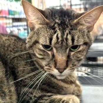 Domestic Short Hair Cats Available for Adoption - Stripes | PetCurious