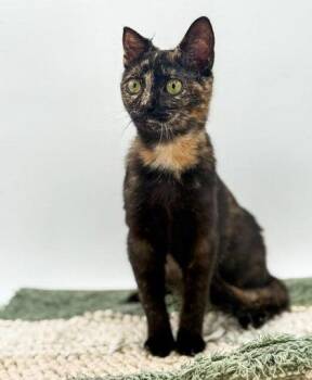 Domestic Short Hair Cats Available for Adoption in Bowling Green, Kentucky - Maple | PetCurious
