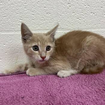 Kit Kat -  Domestic Short Hair Cat for Adoption in Harrisonburg, Virginia - Kit Kat | PetCurious