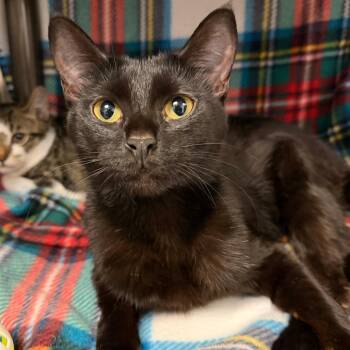 Morticia -  Domestic Short Hair Cat for Adoption in Las Vegas, Nevada - Morticia | PetCurious
