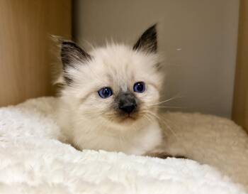 Cody - Bonded with Jackson -  Domestic Medium Hair and Siamese Cat for Adoption in Fremont, California - Cody - Bonded With Jackson | PetCurious