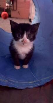 Rescue Domestic Short Hair Cats for Adoption in Penns Grove, New Jersey - Squeak | PetCurious