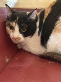 Domestic Short Hair Cats Available for Adoption in Fort Worth, Texas - Annabelle | PetCurious
