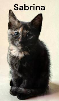 Sabrina -  Tortoiseshell Cat Available for Adoption in Weems, Virginia - Sabrina | PetCurious