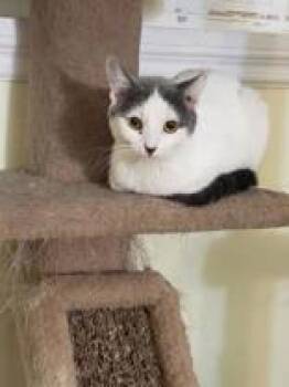 Domestic Short Hair Cats Available for Adoption in Pickering, Ontario - Jojo | PetCurious