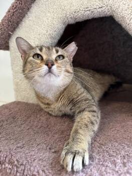 Domestic Short Hair Cats Available for Adoption - Ginny | PetCurious
