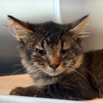 Rescue Domestic Medium Hair Cats for Adoption in Cedaredge, Colorado - Snickers | PetCurious