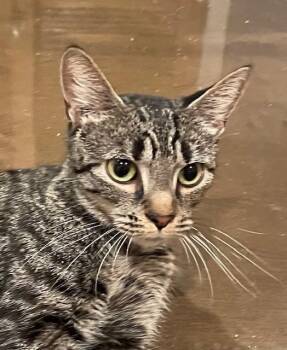 Rescue Domestic Short Hair Cats for Adoption in Woodland Park, New Jersey - Rain (LE) | PetCurious
