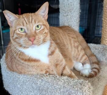 Domestic Short Hair and Tabby Cats Available for Adoption in Monrovia, California - Finnegan | PetCurious