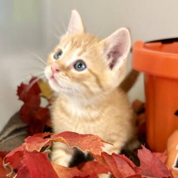 Trick -  Domestic Short Hair Cat for Adoption in Charles City, Iowa - Trick | PetCurious