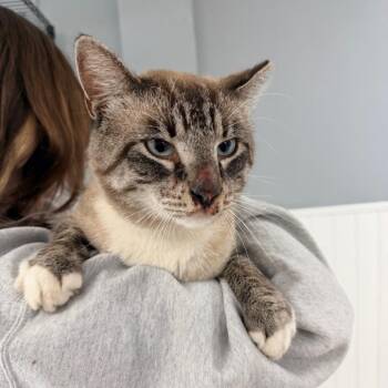 Handsome -  Siamese and Domestic Short Hair Cat for Adoption in Indianapolis, Indiana - Handsome | PetCurious