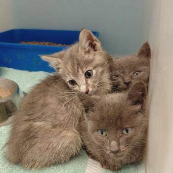 Luke -  Domestic Short Hair Cat for Adoption in Charlottesville, Virginia - Luke | PetCurious