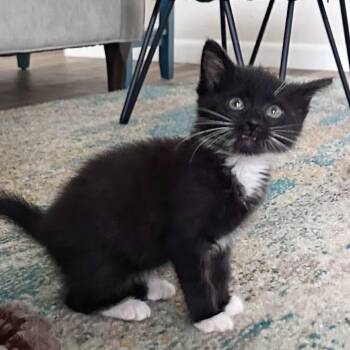 Domestic Medium Hair Cats Available for Adoption in Lewisville, Texas - Stella | PetCurious