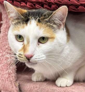 Rescue Domestic Short Hair and Calico Cats for Adoption in Lemont, Illinois - Honey | PetCurious