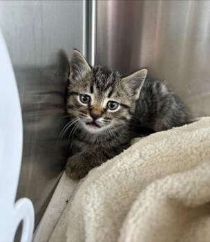 Lynx -  Domestic Short Hair Cat for Adoption in Fishers, Indiana - Lynx | PetCurious