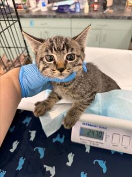 *RIVER -  Domestic Short Hair Cat for Adoption in Woodland, California - *RIVER | PetCurious