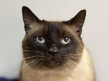 Sebastian -  Domestic Short Hair Cat for Adoption in Portland, Oregon - Sebastian | PetCurious