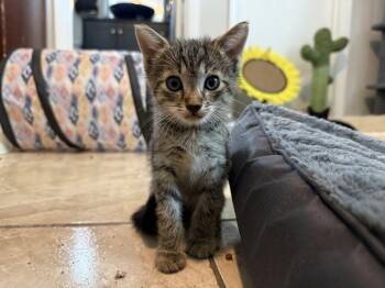 Oak 7.20.26 -  Domestic Short Hair Cat for Adoption in Apopka, Florida - Oak 7.20.26 | PetCurious