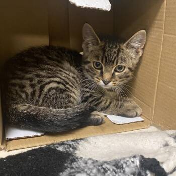 Malinar 1 -  Domestic Short Hair Cat for Adoption in Elyria, Ohio - Malinar 1 | PetCurious