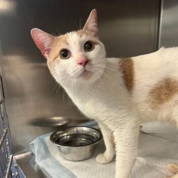 Domestic Short Hair Cats Available for Adoption in Greensboro, North Carolina - Mink | PetCurious