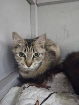 Page -  Domestic Medium Hair and Domestic Short Hair Cat for Adoption in Savannah, Georgia - Page | PetCurious