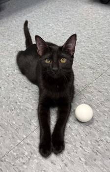 Thomasina -  Domestic Short Hair Cat for Adoption in Weatherford, Texas - Thomasina | PetCurious