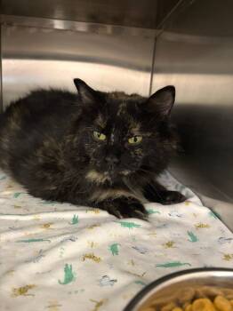 Rescue Domestic Long Hair Cats for Adoption in New Kensington, Pennsylvania - Bellatrix | PetCurious