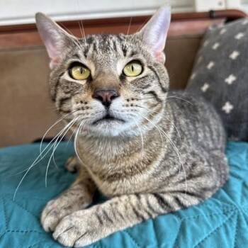 Rescue Domestic Short Hair Cats for Adoption in Clifton, New Jersey - Busch Coming In | PetCurious