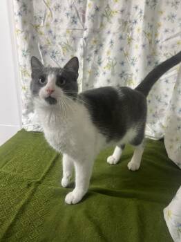 Miso -  Domestic Short Hair Cat for Adoption in Upper Sandusky, Ohio - Miso | PetCurious
