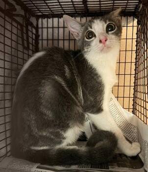 Martina -  Domestic Short Hair Cat for Adoption in Austin, Texas - Martina | PetCurious