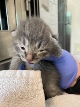 JEANNE -  Domestic Short Hair Cat for Adoption in Sacramento, California - JEANNE | PetCurious