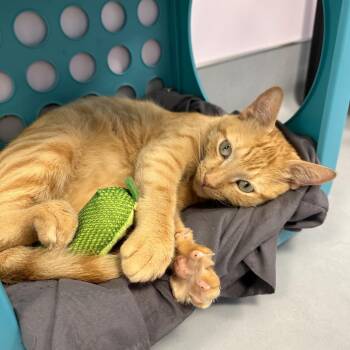 Leoni -  Domestic Short Hair Cat for Adoption in Boston, Massachusetts - Leoni | PetCurious