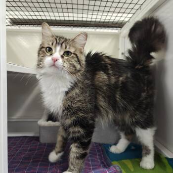 Violet -  Domestic Medium Hair Cat for Adoption in Oconto, Wisconsin - Violet | PetCurious