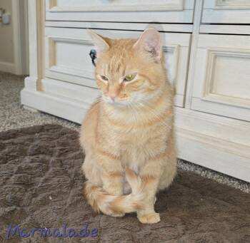 Domestic Short Hair Cats Available for Adoption - Marmalade | PetCurious