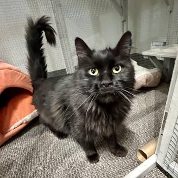 Toothless -  Domestic Long Hair Cat for Adoption in Durango, Colorado - Toothless | PetCurious