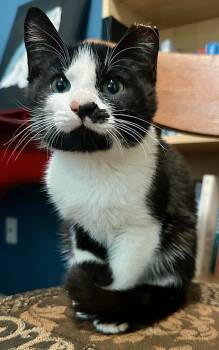 Louie -  Domestic Short Hair Cat for Adoption in Pendleton, Oregon - Louie | PetCurious