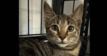 Winifred -  Domestic Short Hair Cat for Adoption in Emerald Isle, North Carolina - Winifred | PetCurious
